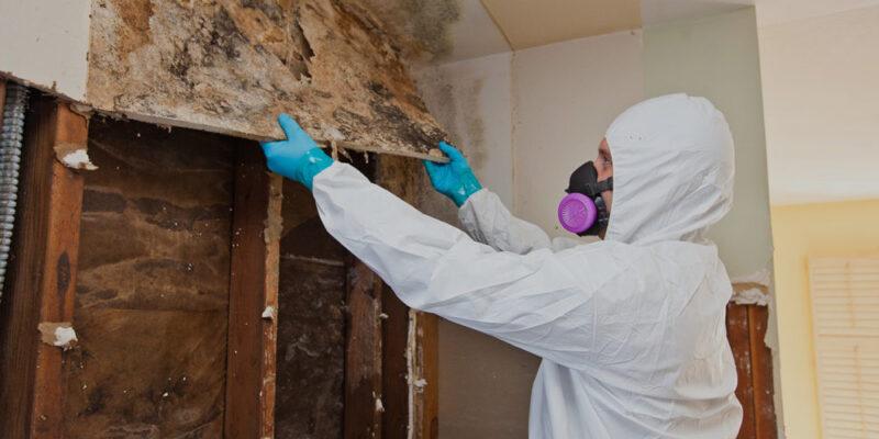 Mold Removal