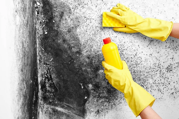 Mold Removal