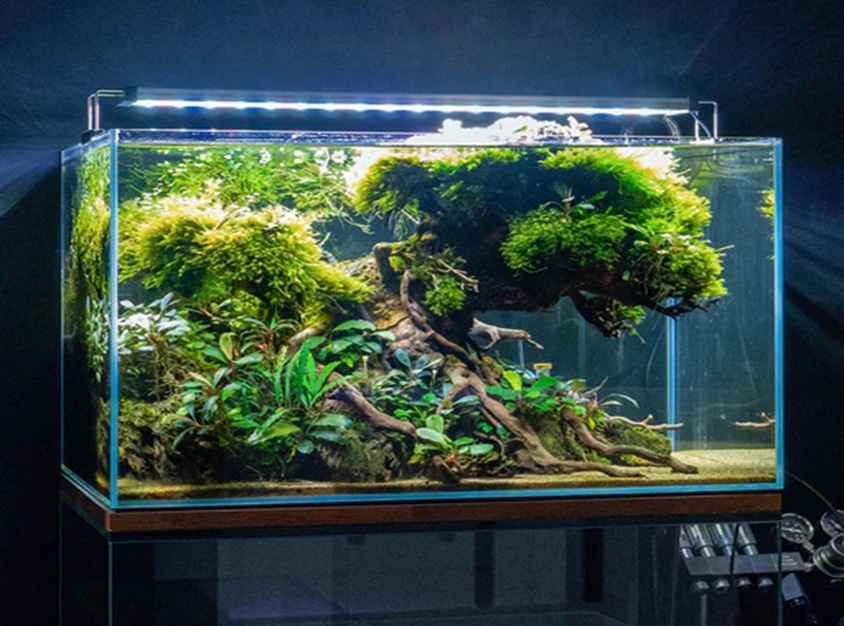 Adding Aquarium Plants to a Tank